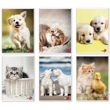 Maxiquaderno A4 40FG+2 80gr 4mm Cute 2024 BM (Conf.10) FUORI CATALOGO